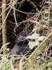 Silverback