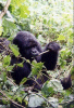 Mountain Gorilla