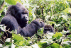More Gorillas