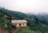 Gorillas in the Mist