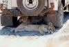 Lion Cubs