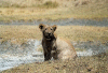 Cub