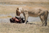Lioness feeding