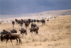 Wildebeest