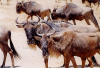 Wildebeest