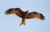 Kite