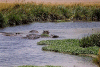 Hippo