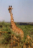 Giraffe