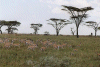 Gazelle
