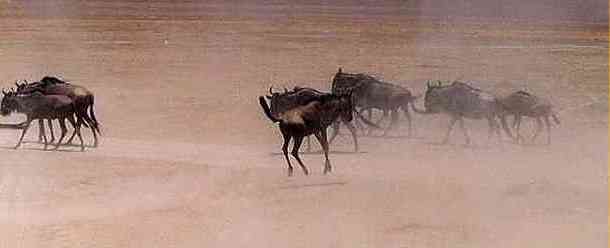 Wildebeest