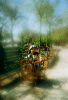 A walk in the park