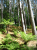 Inverewe Gardens
