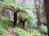 Inverewe Gardens