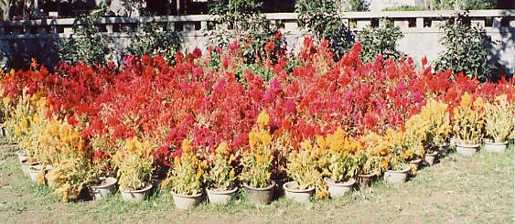 Flowers