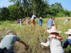 Rice Harvest