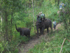Elephant Trek