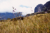 Meadow