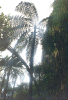 Cloud Forrest