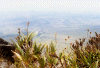 Roraima