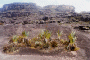 Roraima